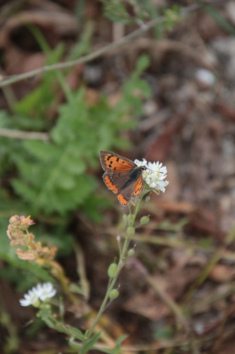 Small Copper
