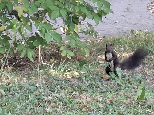 Eurasian Red Squirrel