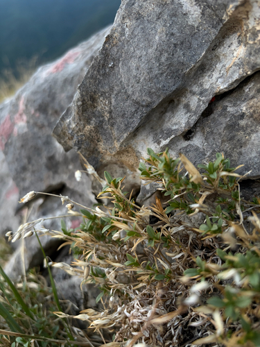 field chickweed