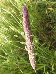 Phalaris coerulescens