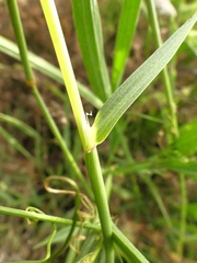 Phalaris coerulescens