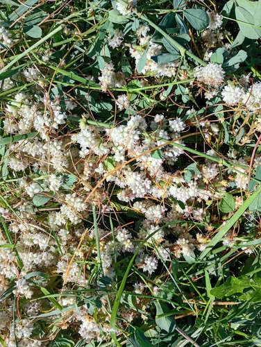 Clover Dodder