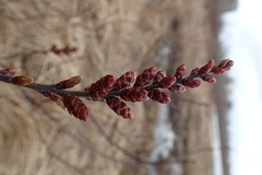 Myrica gale tomentosa