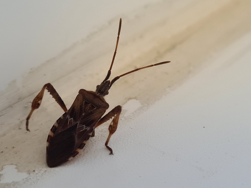 Western Conifer Seed Bug