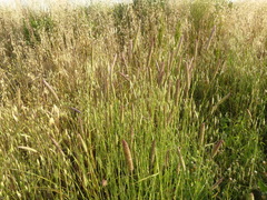 Phalaris coerulescens