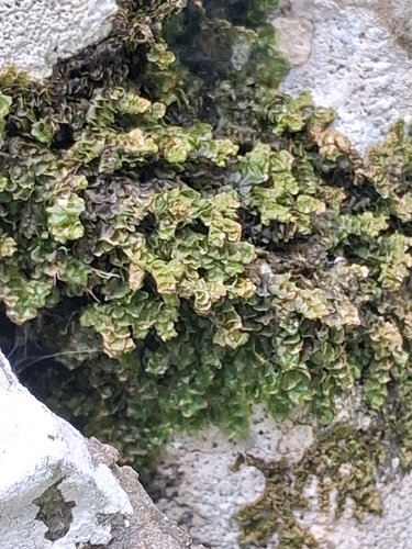 Wall Scalewort