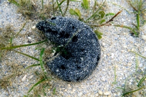Lollyfish Sea Cucumber