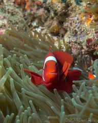 Amphiprion biaculeatus