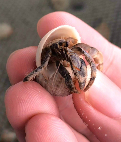 Lila Hermit Crab