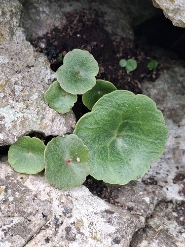 Wall Pennywort