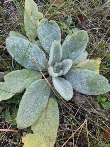 great mullein