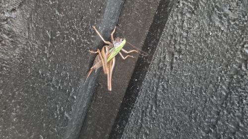 Bog Bush-cricket