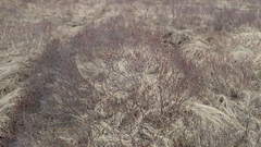 Myrica gale tomentosa