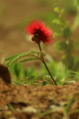 Calliandra dysantha, photograph (c) Wallace Carneiro Almeida, some rights reserved (CC BY-SA)