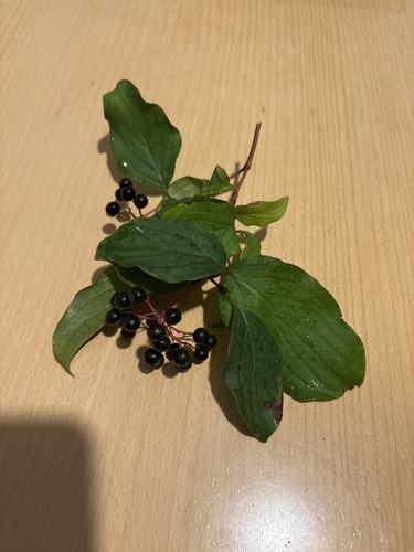 common dogwood