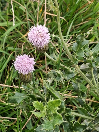 creeping thistle