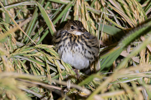 Pechora Pipit