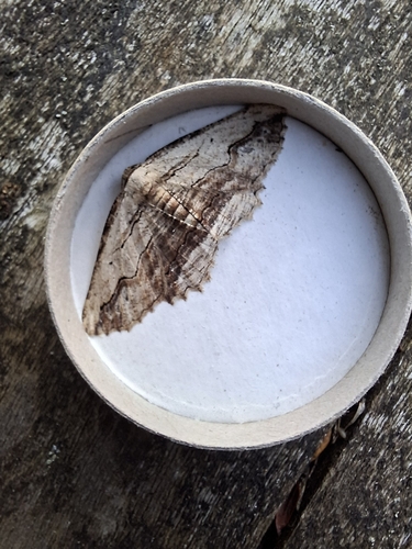 Waved Umber