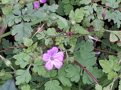 Herb Robert