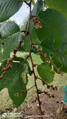 Bridelia retusa