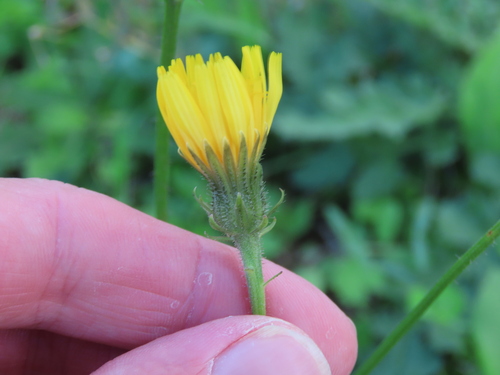 Picris hieracioides umbellata