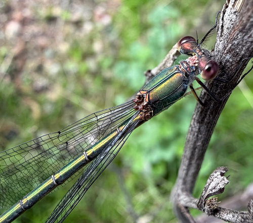 Western Willow Spreadwing