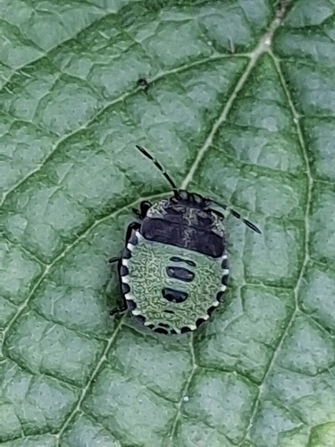 Green Shield Bug