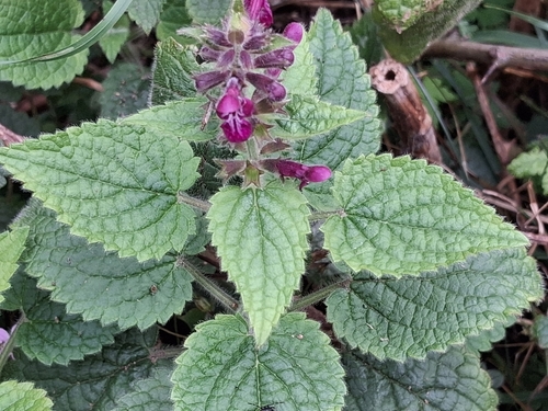 hedge woundwort