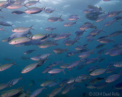 Caesio caerulaurea
