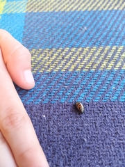 Chrysolina americana