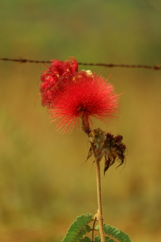 Calliandra dysantha, photograph 3