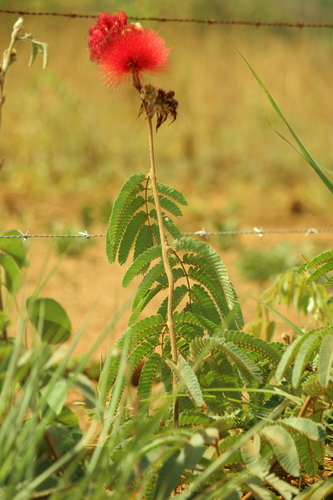 Calliandra dysantha, photograph 4