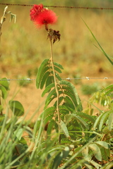 Calliandra dysantha, photograph (c) Wallace Carneiro Almeida, some rights reserved (CC BY-SA)