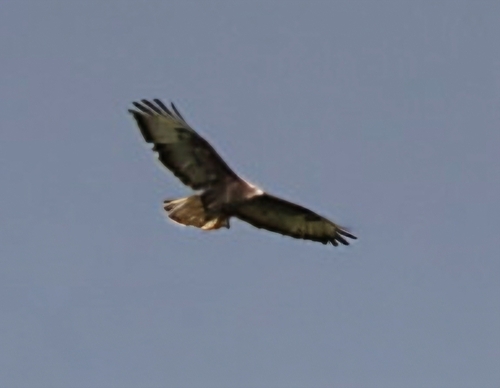 Common Buzzard