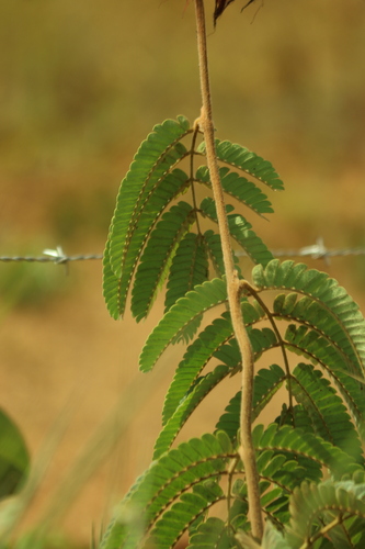 Calliandra dysantha, photograph 5
