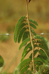Calliandra dysantha, photograph (c) Wallace Carneiro Almeida, some rights reserved (CC BY-SA)
