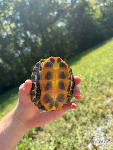 Red-eared Slider