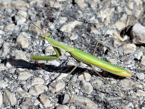 European Mantis