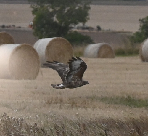 Common Buzzard
