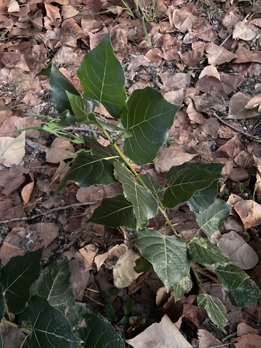 Black Poplar