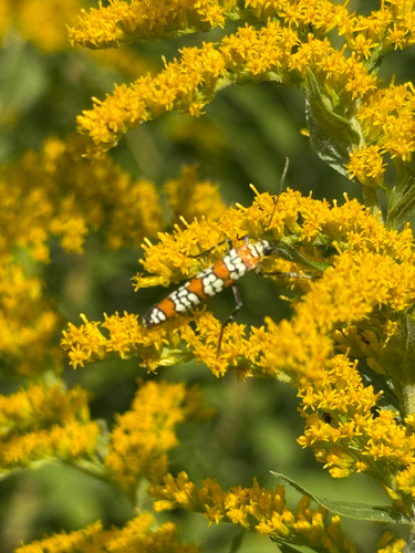 Ailanthus Webworm Moth