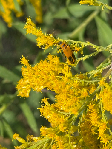 Goldenrod Soldier Beetle