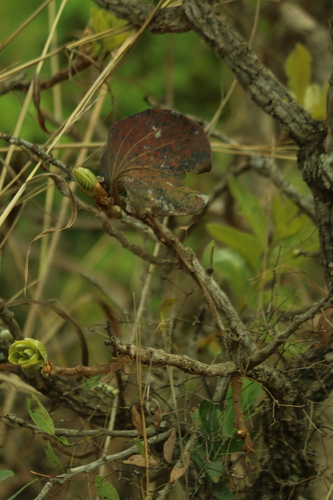 Palicourea rigida, photograph 2