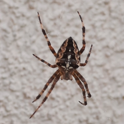 Cross Orbweaver