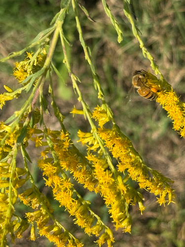 Western Honey Bee