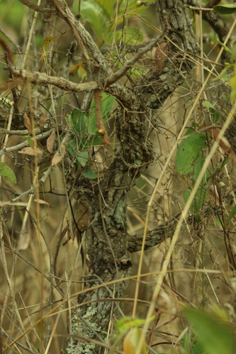 Palicourea rigida, photograph 3