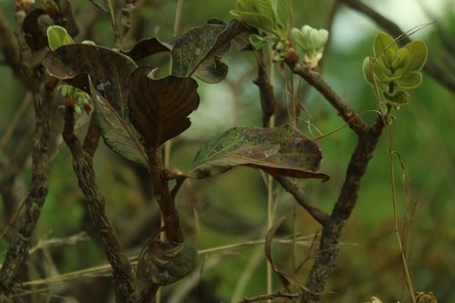 Palicourea rigida, photograph 4