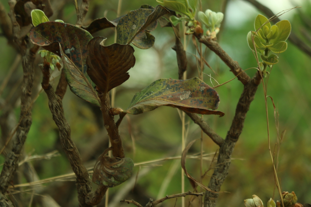 Palicourea rigida; photograph (c) Wallace Carneiro Almeida, some rights reserved (CC BY-SA)