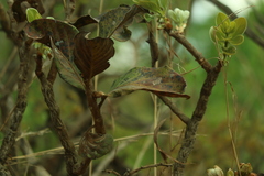 Palicourea rigida