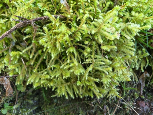 rough goose neck moss